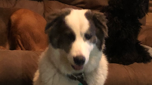 Lost Pet: Winn Dixie