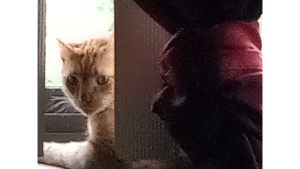 Lost Pet: Jackolantern