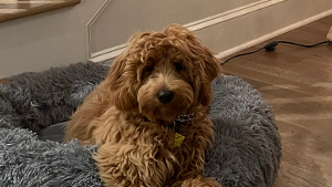 Lost Pet: Sunny