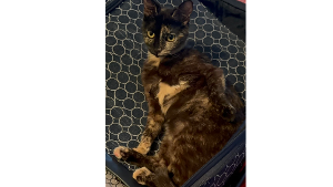Lost Pet: Moira Reamy
