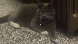 Lost Pet: Theo