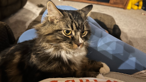 Lost Pet: Ginny