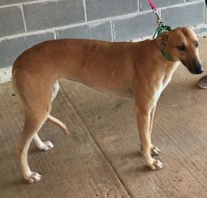 Lost Pet: Ginger