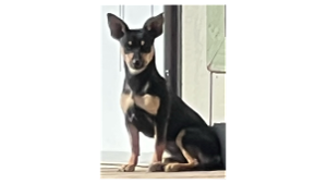 Lost Pet: Nibble Wobble