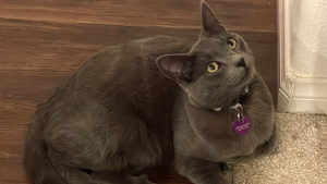 Lost Pet: DanBi (Peach) Gallimore
