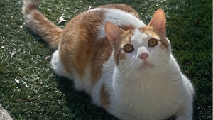 Lost Pet: Chester