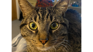 Lost Pet: Chris