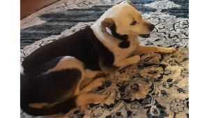 Lost Pet: Annie