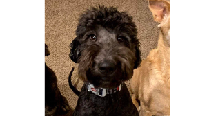 Lost Pet: Baxter