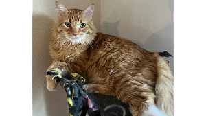Lost Pet: Figaro