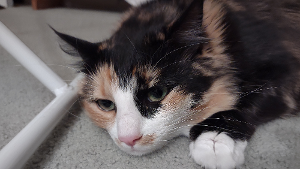Lost Pet: Tali