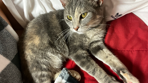 Lost Pet: nova