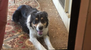 Lost Pet: Wally