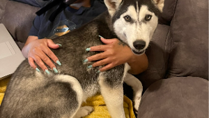 Lost Pet: Stony