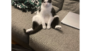 Lost Pet: Edison