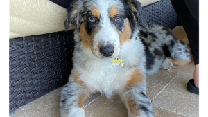 Lost Pet: Nellie