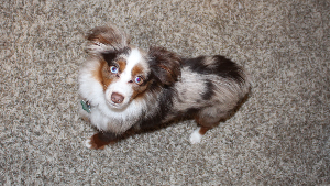 Lost Pet: Knox Yell