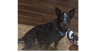 Lost Pet: Skye