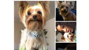 Lost Pet: MYLO BENJI