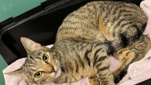 Lost Pet: Little Bit