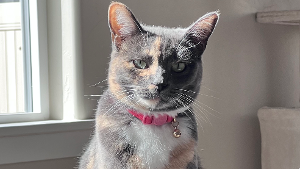 Lost Pet: Natasha