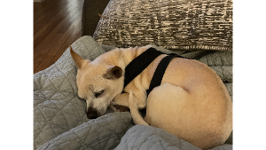 Lost Pet: Baby