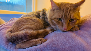 Lost Pet: Shamus