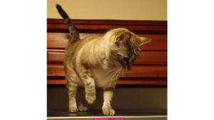 Lost Pet: 