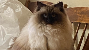 Lost Pet: Mushu