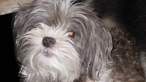 Lost Pet: Milan Noelle Rogers
