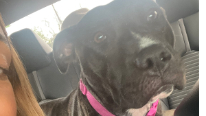 Lost Pet: Fiji