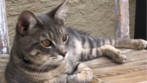 Lost Pet: Jack