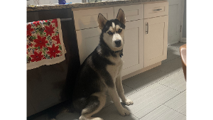 Lost Pet: Mateo