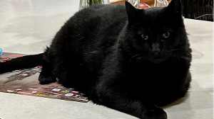 Lost Pet: Sophie