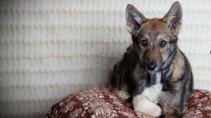 Lost Pet: Starling Vanderwerf