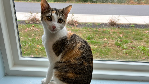 Lost Pet: Summer Yetter