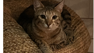 Lost Pet: Zooey
