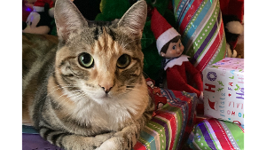 Lost Pet: Cici
