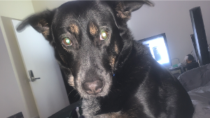 Lost Pet: Luna