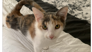 Lost Pet: JoJo