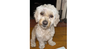 Lost Pet: Brownie Pena