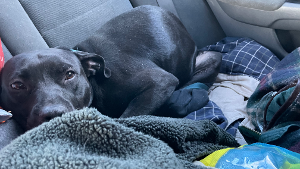 Lost Pet: SONAR