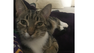 Lost Pet: Yumi