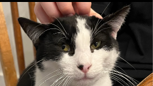 Lost Pet: Thomas