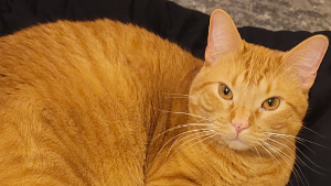 Lost Pet: Zebediah