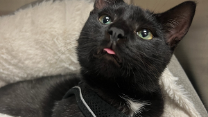 Lost Pet: Scott