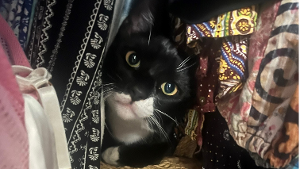 Lost Pet: Baby Lou