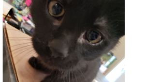 Lost Pet: SALEM