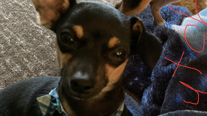 Lost Pet: Butch