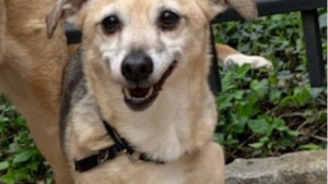 Lost Pet: Zoey